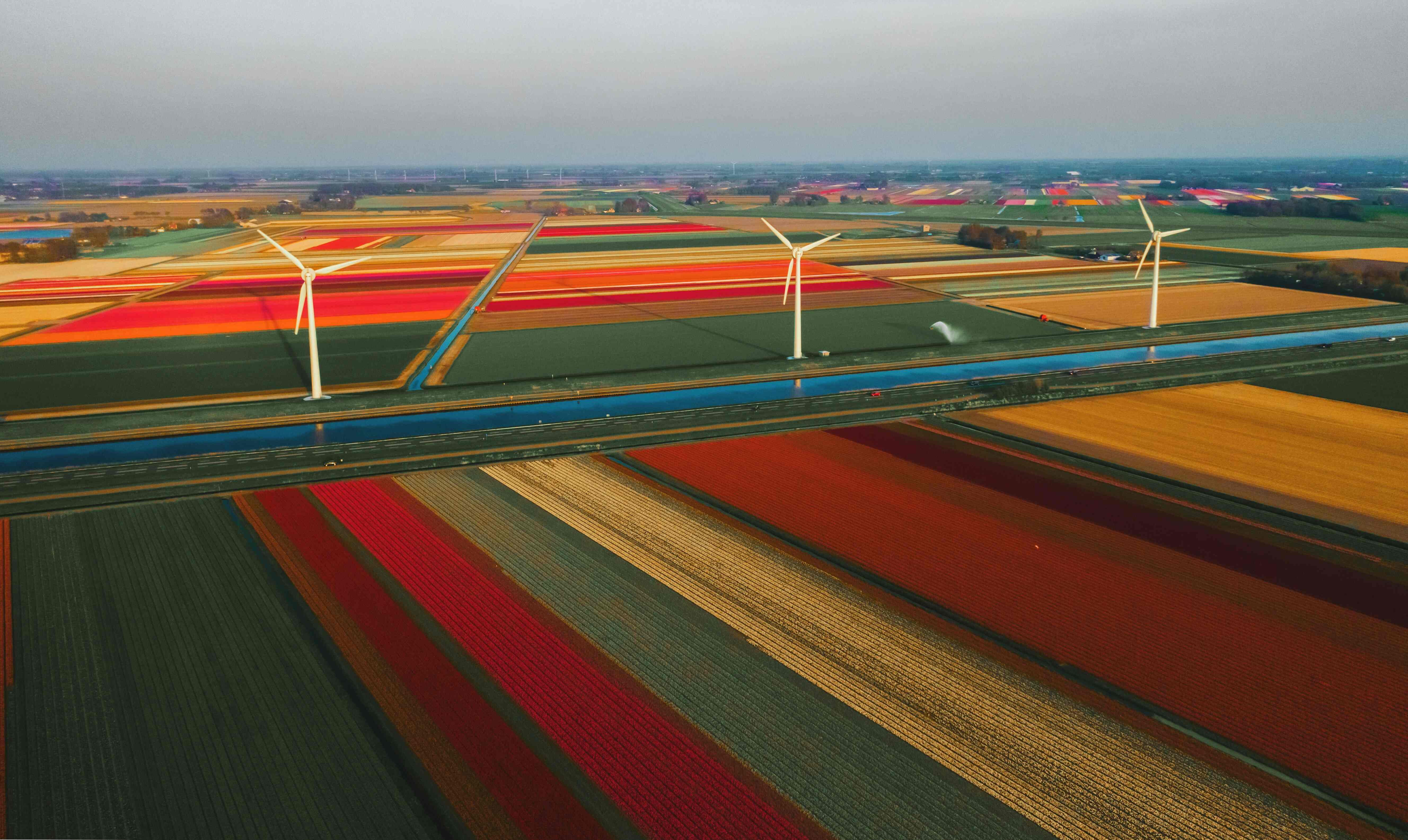 flower fields in netherlands