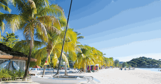 palmtrees on white sand beach