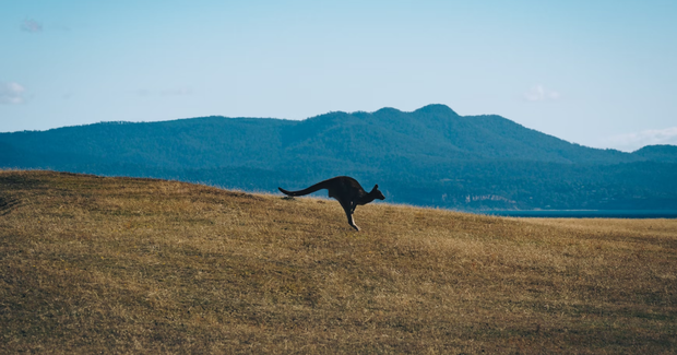 kangaroo hopping