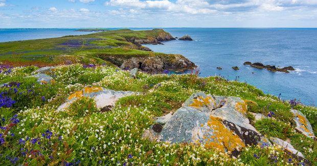 flowery field next to the ocean